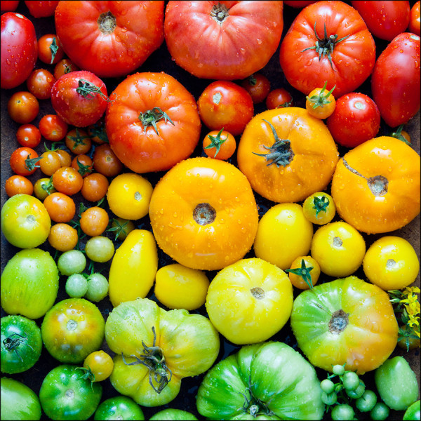 Glasbild COLORFUL TOMATOES