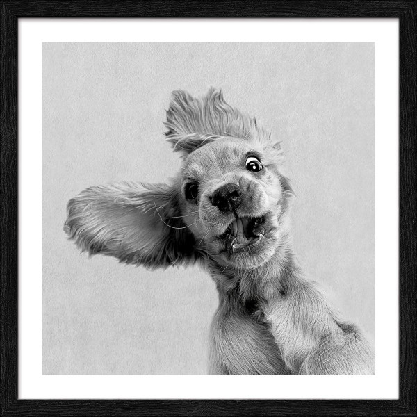 Gerahmtes Bild FUNNY DOG I in mehrfarbig aus Glas satiniert