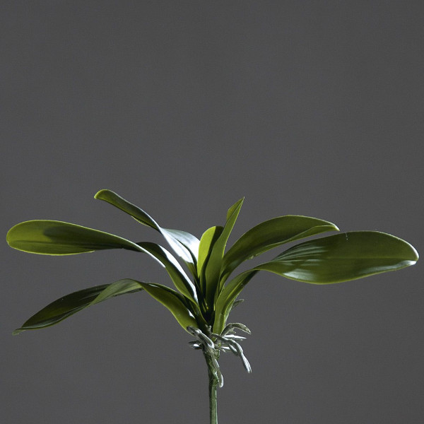 Orchideenblattpflanze grün