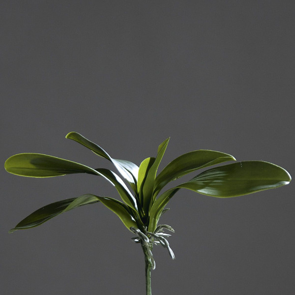 Orchideenblattpflanze grün in grün aus Kunststoff