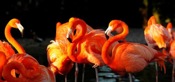 Akustikbild FLAMINGOS in mehrfarbig