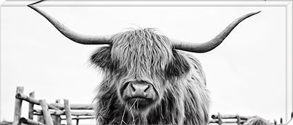 Keilrahmenbild HIGHLAND COW