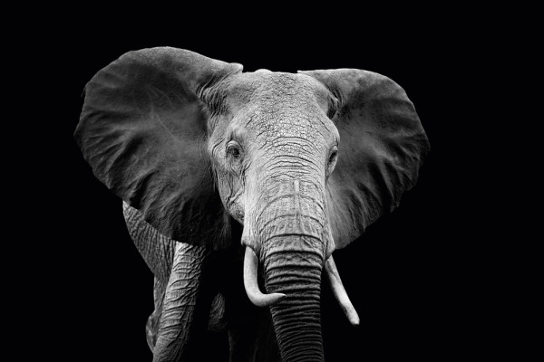 Akustikbild ELEFANT aus Materialmix