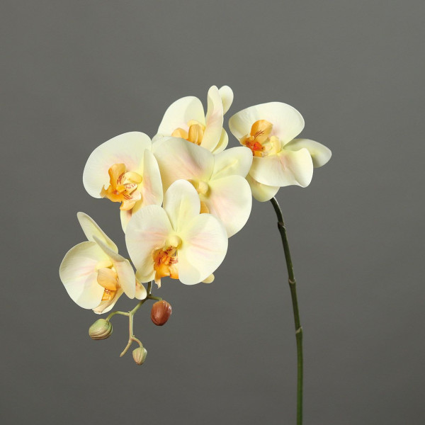 Orchidee salmon