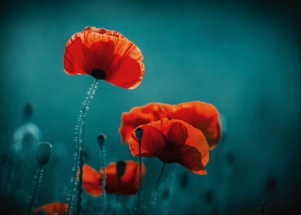 Akustikbild MOHNBLUMEN 5 aus Materialmix