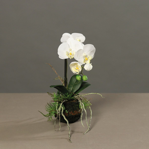 Orchidee creme