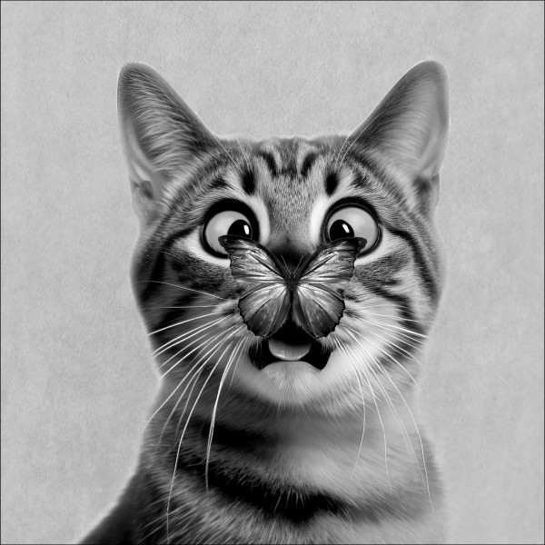 Glasbild FUNNY CAT I in mehrfarbig aus Glas