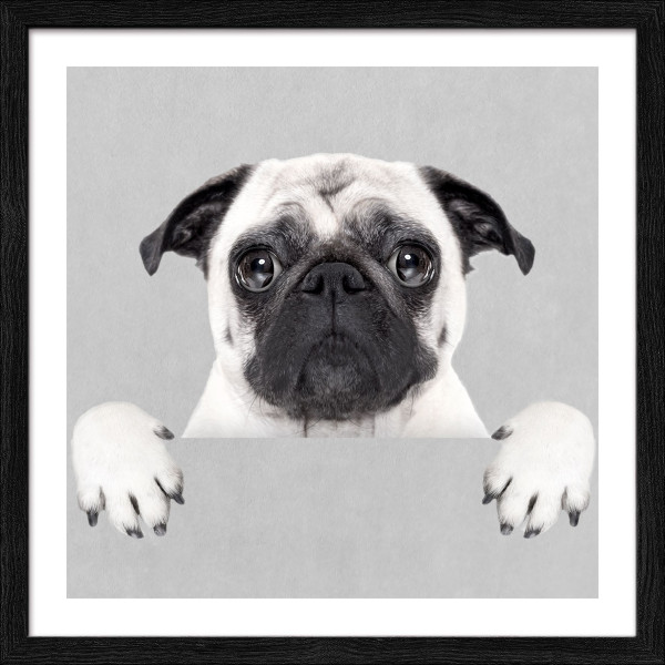 Gerahmtes Bild FUNNY DOG II in mehrfarbig aus Glas satiniert