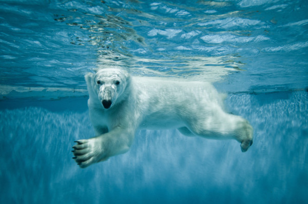 Akustikbild EISBÄR aus Materialmix