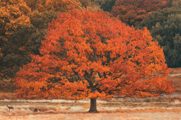 Akustikbild HERBSTBAUM aus Materialmix