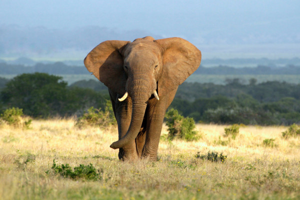 Akustikbild ELEFANT aus Materialmix