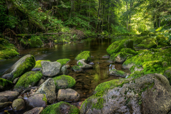 Akustikbild FLUßLAUF IM WALD 3 aus Materialmix