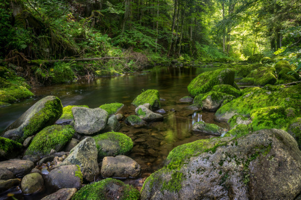 Akustikbild FLUßLAUF IM WALD 3