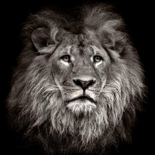 Glasbild LION HEAD