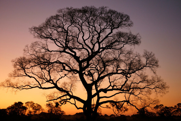 Akustikbild GIGANTISCHER BAUM aus Materialmix