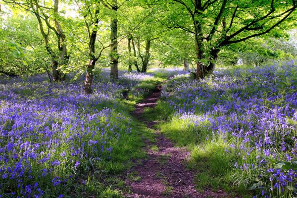 Akustikbild WALD LAVENDEL 1 aus Materialmix