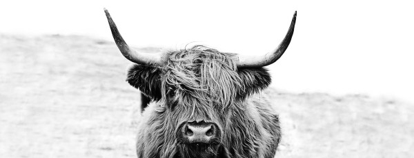 Glasbild HIGHLAND CATTLE