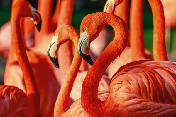 Akustikbild FLAMINGOS aus Materialmix