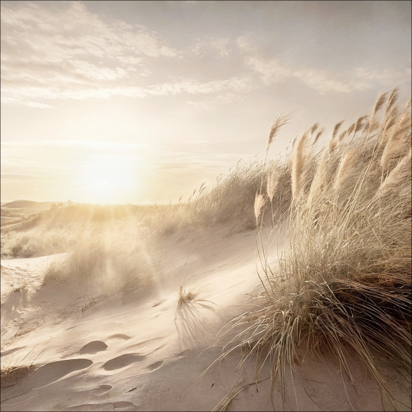 Glasbild DUNE GRASS AT SUNRISE
