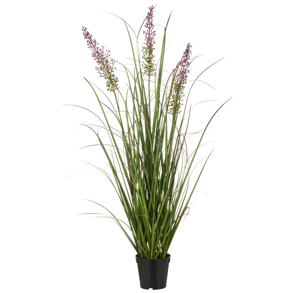 Grasbusch Pennisetum