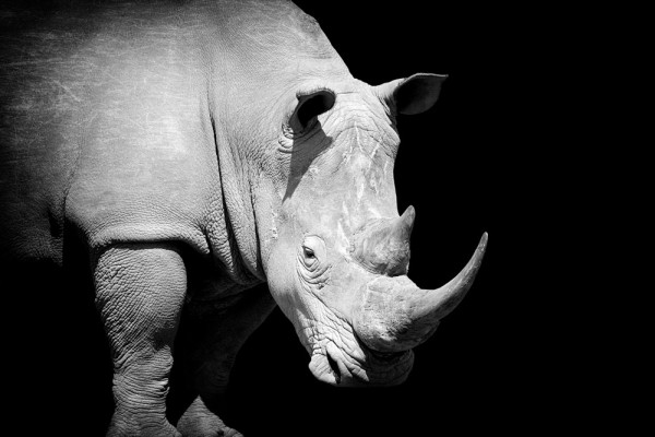 Akustikbild NASHORN aus Materialmix