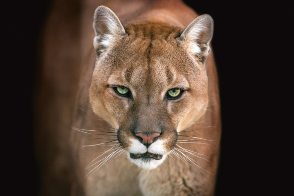 Akustikbild PUMA aus Materialmix