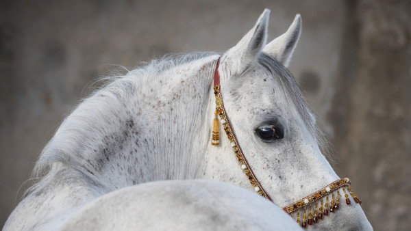 Akustikbild ARABER HENGST