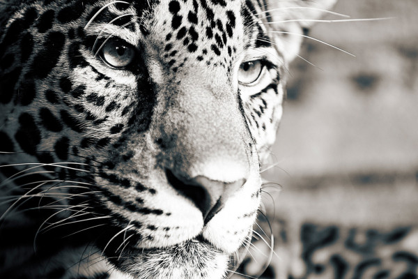 Akustikbild LEOPARD aus Materialmix
