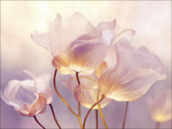 Glasbild FLOWERS IX in mehrfarbig aus Glas