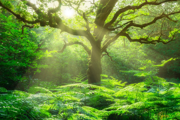 Akustikbild BAUM IM WALD aus Materialmix