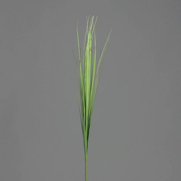 Isolepsis Graszweig