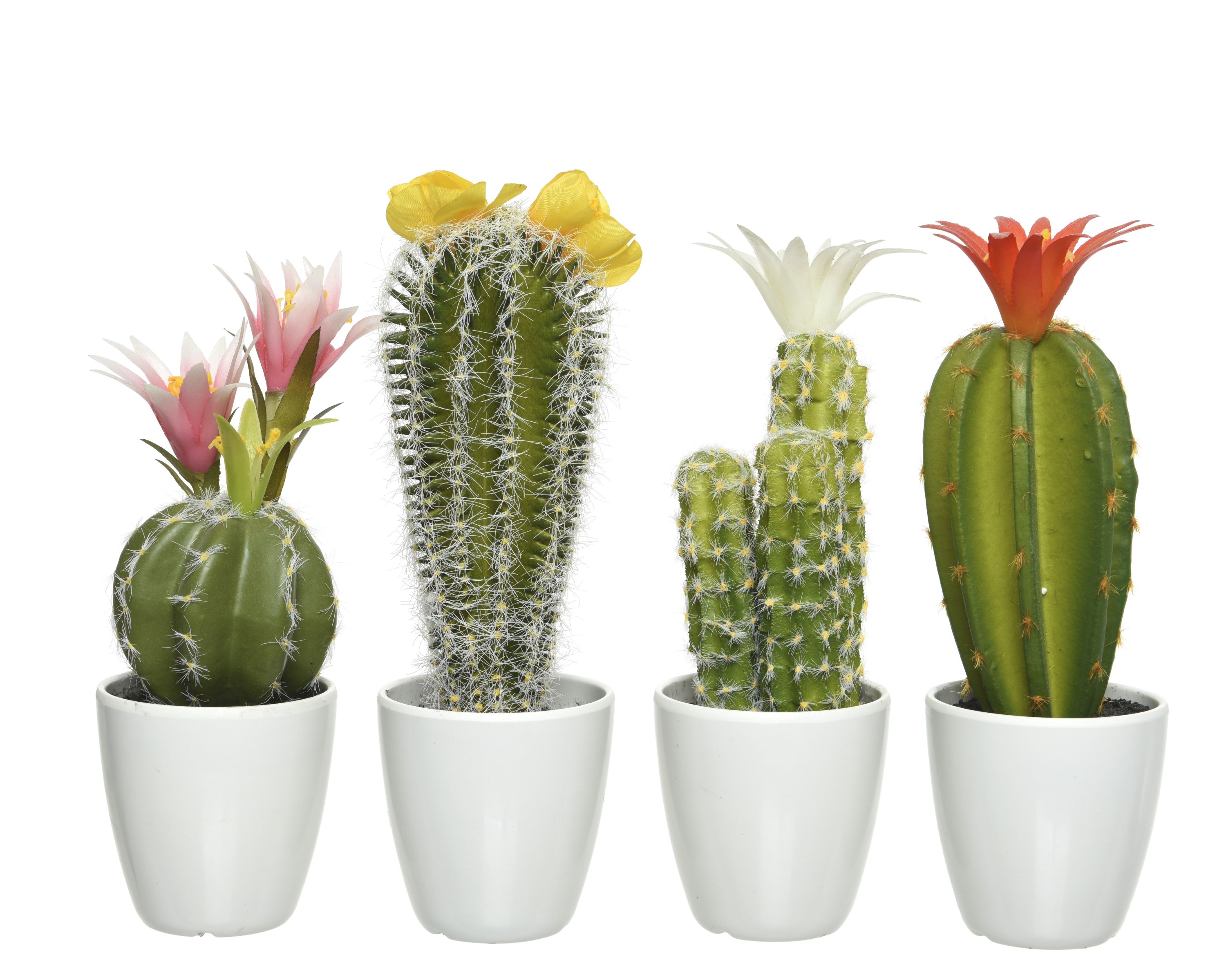 Kaktus im Topf Pflanzen Wohnaccessoires Accessoires Alles