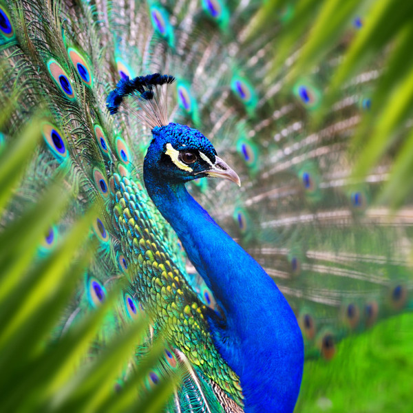 Akustikbild ELEGANTER PFAU