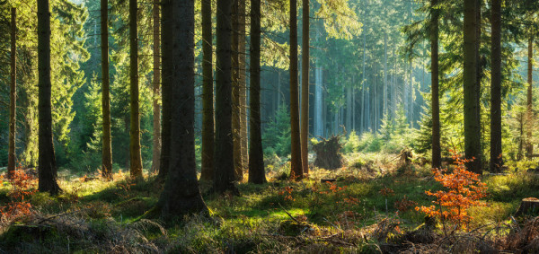 Akustikbild HERBSTWALD in mehrfarbig aus Materialmix