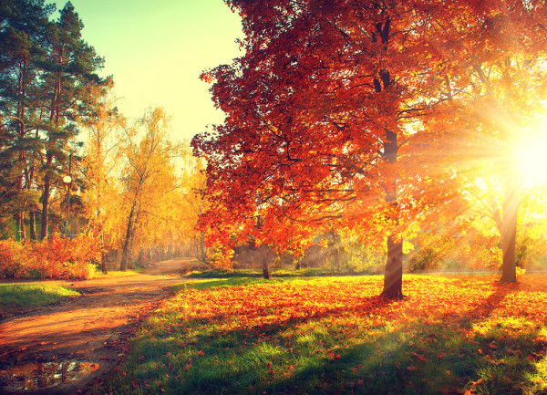 Akustikbild HERBSTWALD aus Materialmix