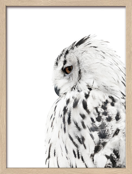 Gerahmtes-Bild SNOW OWL