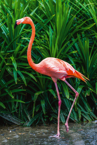 Akustikbild ELEGANTER FLAMINGO