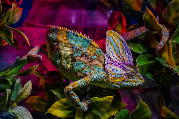 Alu-Dibond CHAMÄLEON in bunt