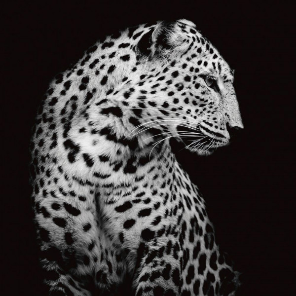 Glasbild LEOPARD IN DER NACHT