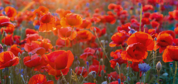 Akustikbild MOHNBLUMEN 6 in mehrfarbig