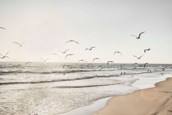 Glasbild MÖWEN ÜBER DEM MEER in beige aus Glas