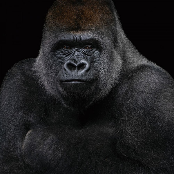 Glasbild GORILLA in schwarz/weiß aus Glas