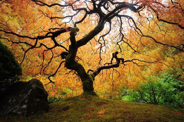 Leinwandbild DER BAUM