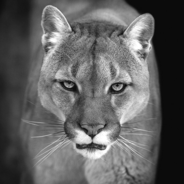 Akustikbild PUMA aus Materialmix
