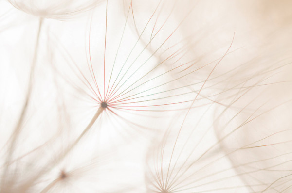Akustikbild PUSTEBLUME 2 aus Materialmix