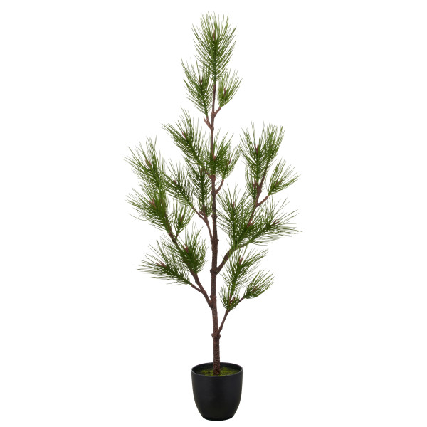 Kiefernbaum