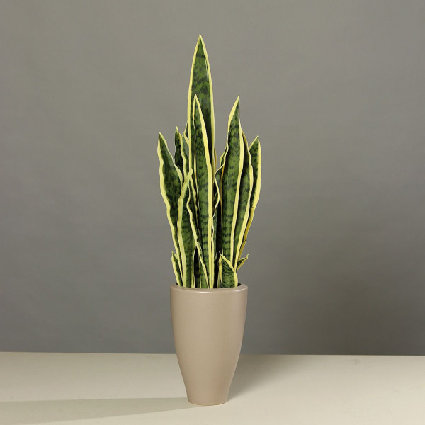 Kunstpflanze Sanseveria