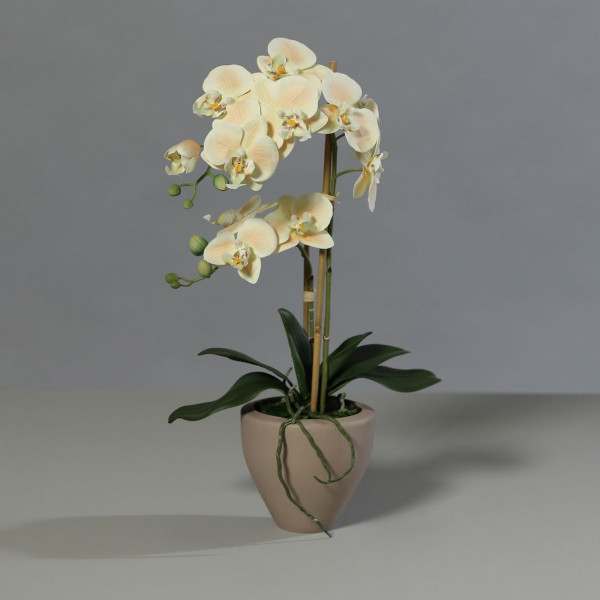 Orchidee salmon/pink