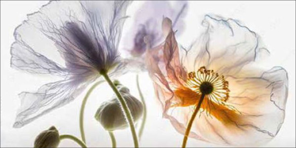 Aludibondbild FLOWERS XIII in mehrfarbig aus Metall