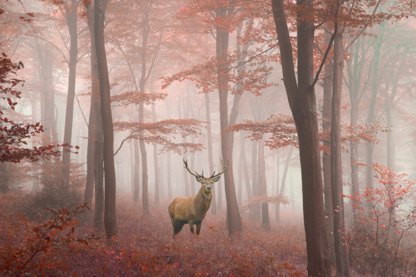 Akustikbild HIRSCH aus Materialmix